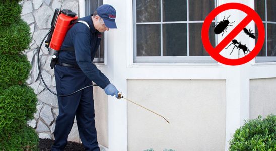 Çameli Hamam Böceği İlaçlama böcek ilaçlama ve haşere kontrolü — ilaclama-tr.com